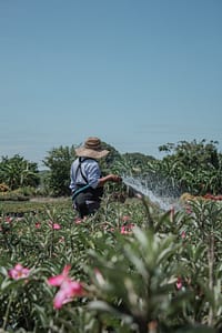 Man using a hose to water crops