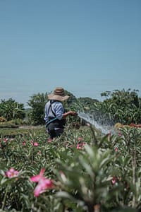 Man using a hose to water crops