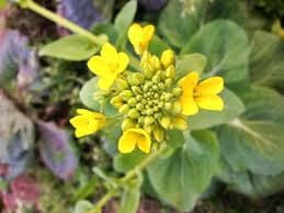 Canola plant