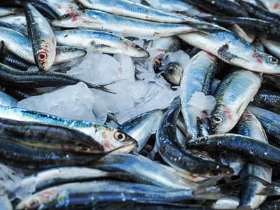 Sardines piled on top of each other