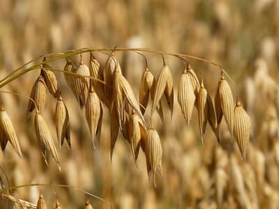 Oat grains growing in a field