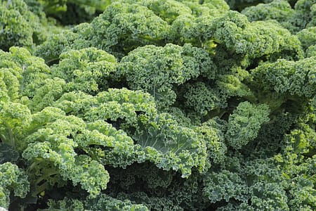 Kale is a leafy green