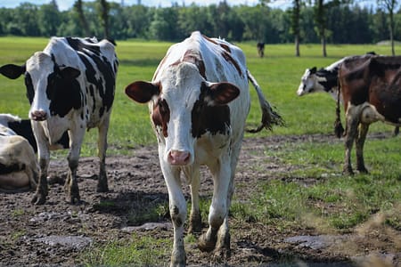 cows contribute greatly to climate change