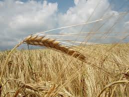Wheat is a type of grain